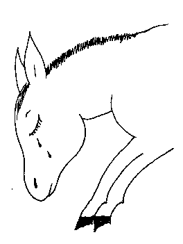 donkey